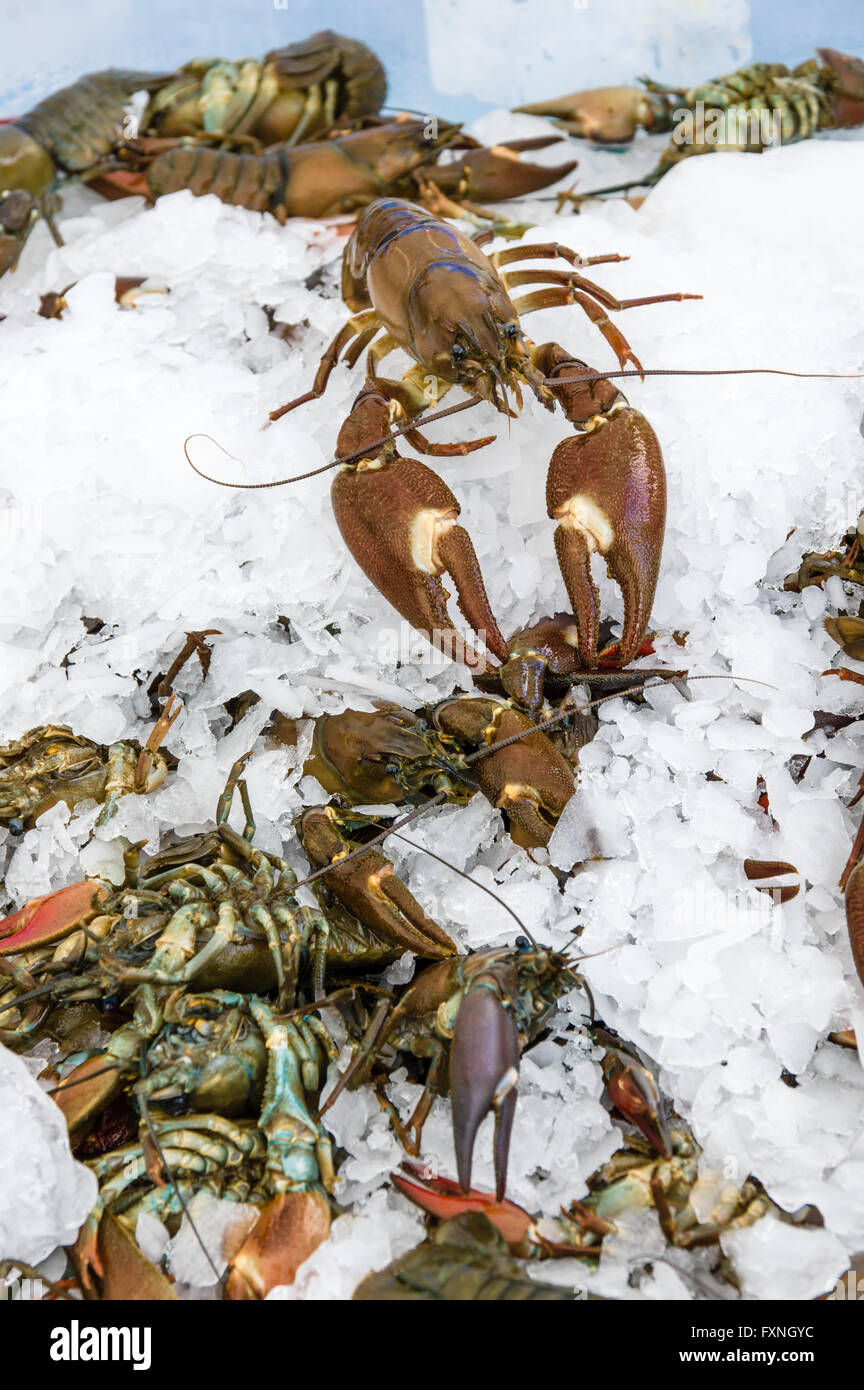 Lobsters on ice at the fish monger stand at Beaverton Farmers market