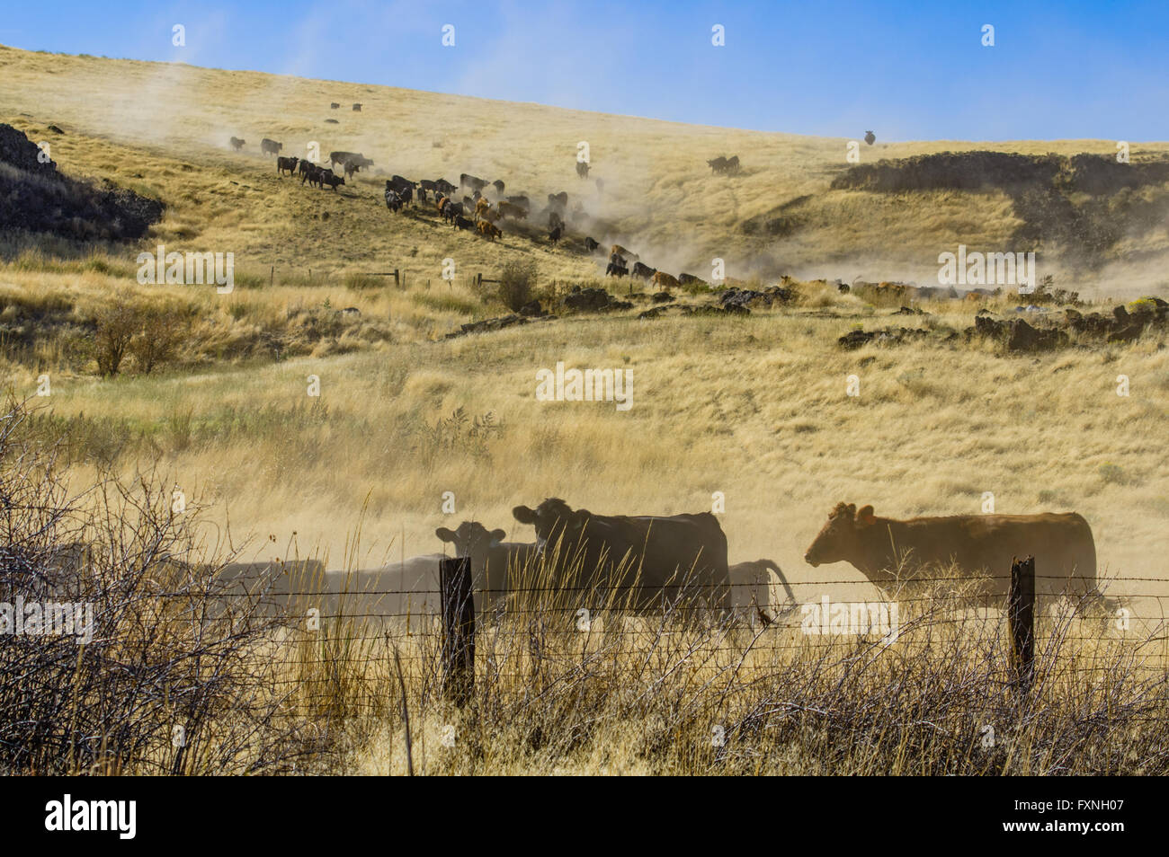 Herd of cattle being moved to new pasture on a ranch. Washtuca ...