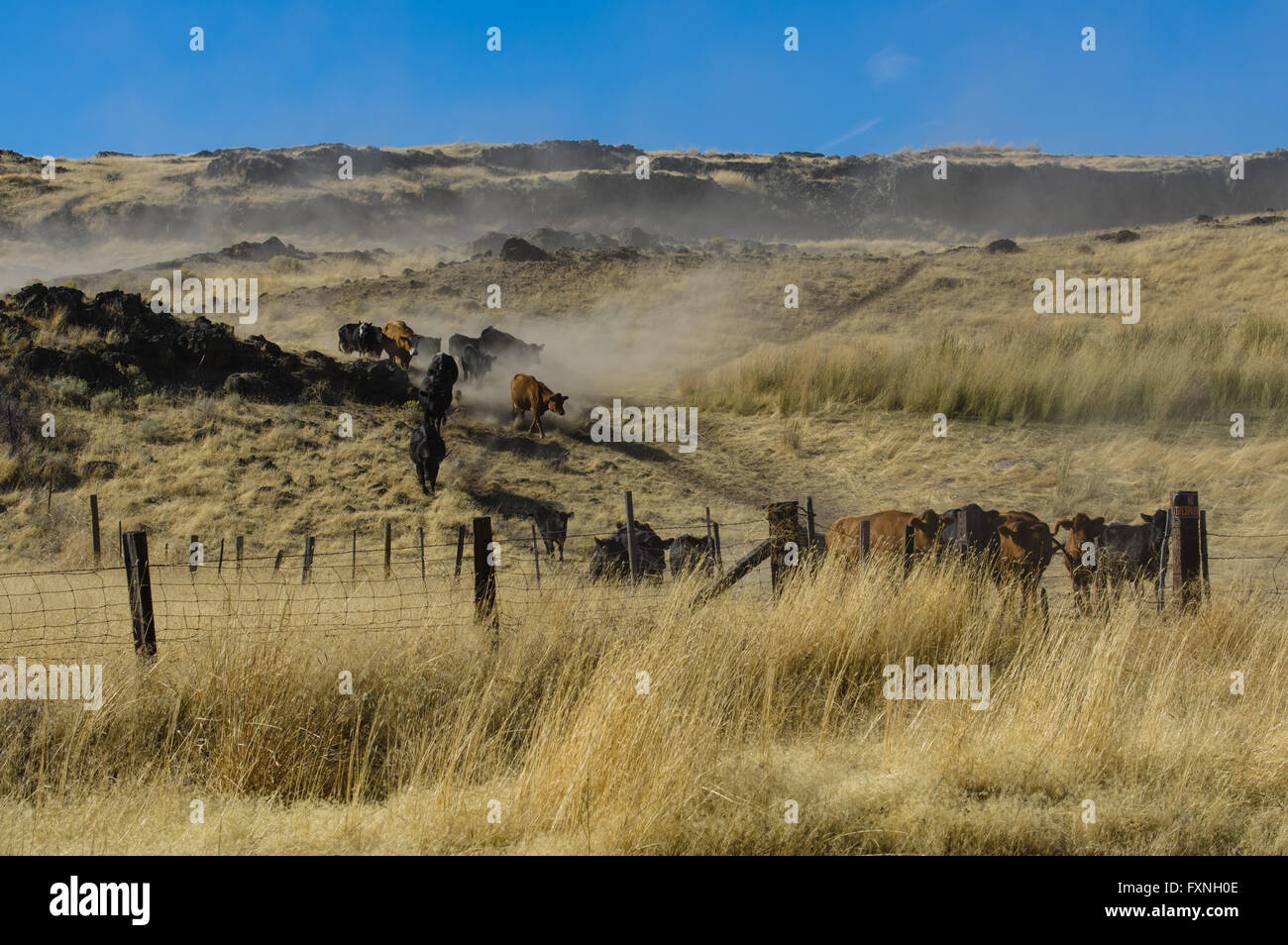 Herd of cattle being moved to new pasture on a ranch. Washtuca ...