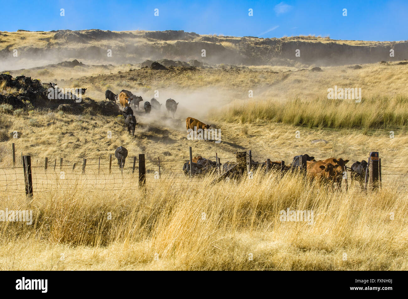 Roundup Cattle On Ranch On High Resolution Stock Photography and Images ...