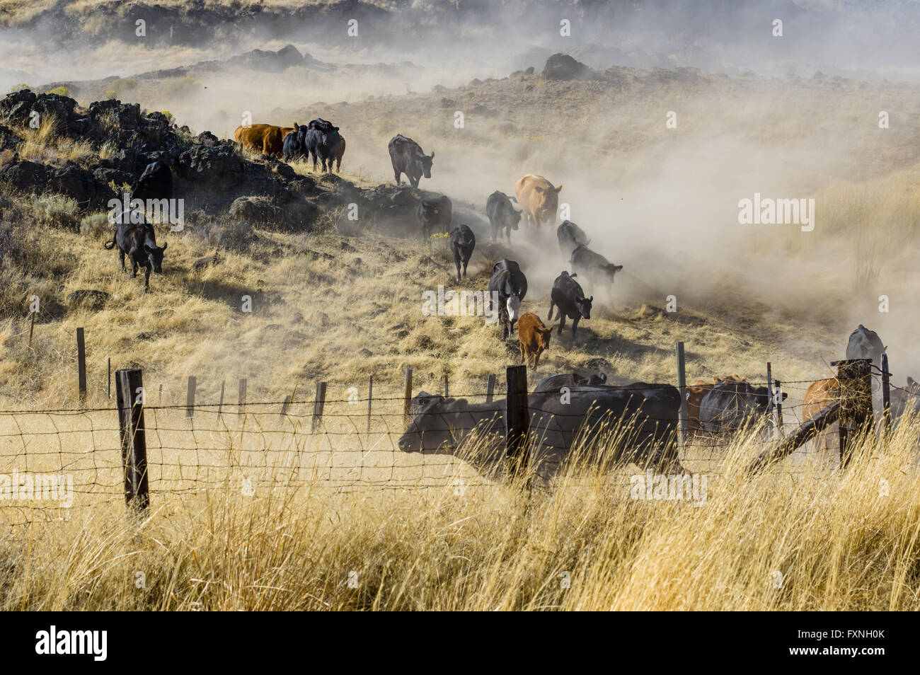 Roundup Cattle On Ranch On High Resolution Stock Photography and Images ...