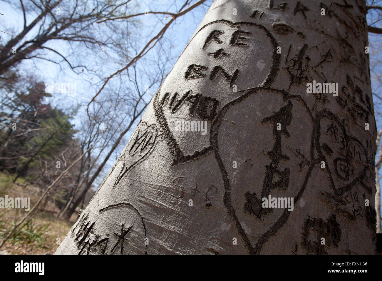 Initials in heart carved on tree trunk - USA Stock Photo