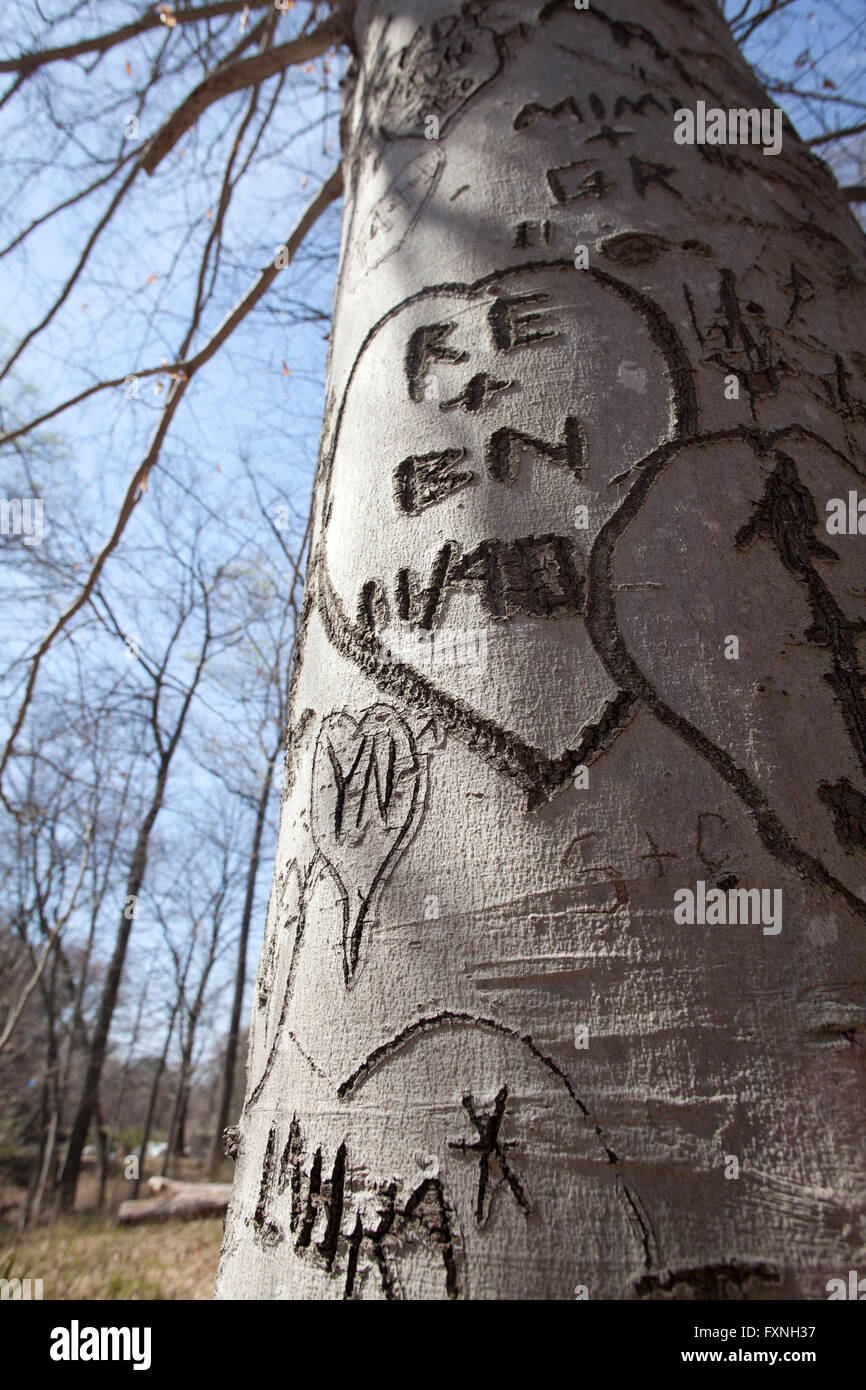 Initials in heart carved on tree trunk - USA Stock Photo