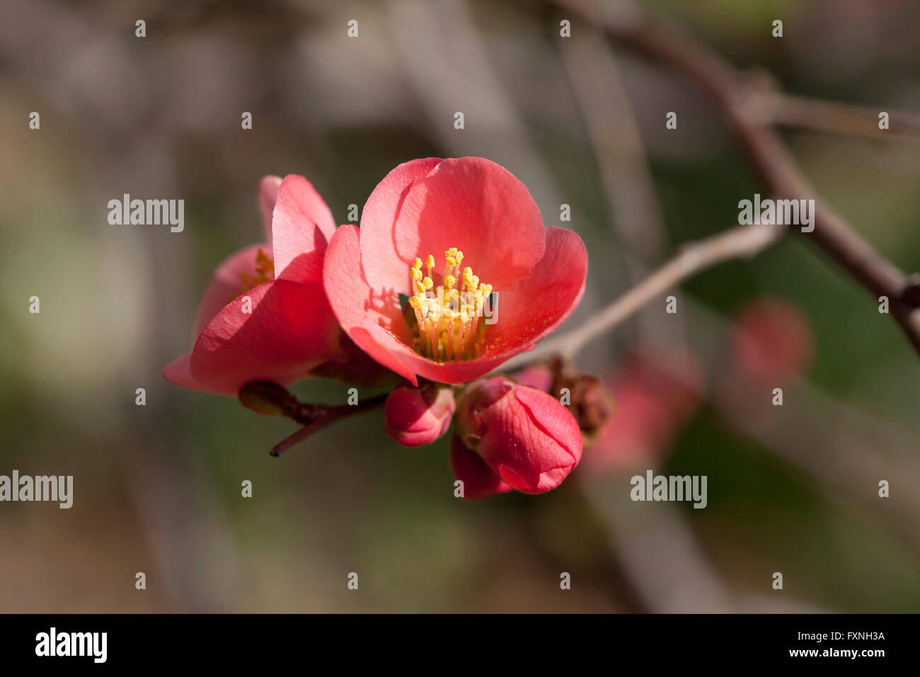 Flowering Quince (Chaenomeles speciosa) native to China, Japan, Korea, Bhutan, and Burma - USA Stock Photo