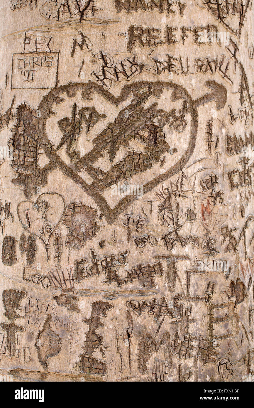 Crossed out Initials carved in heart on tree trunk - USA Stock Photo