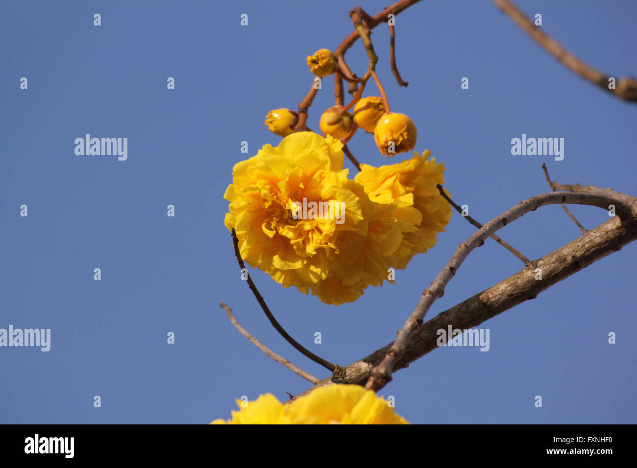 flower Cochlospermum regium Stock Photo