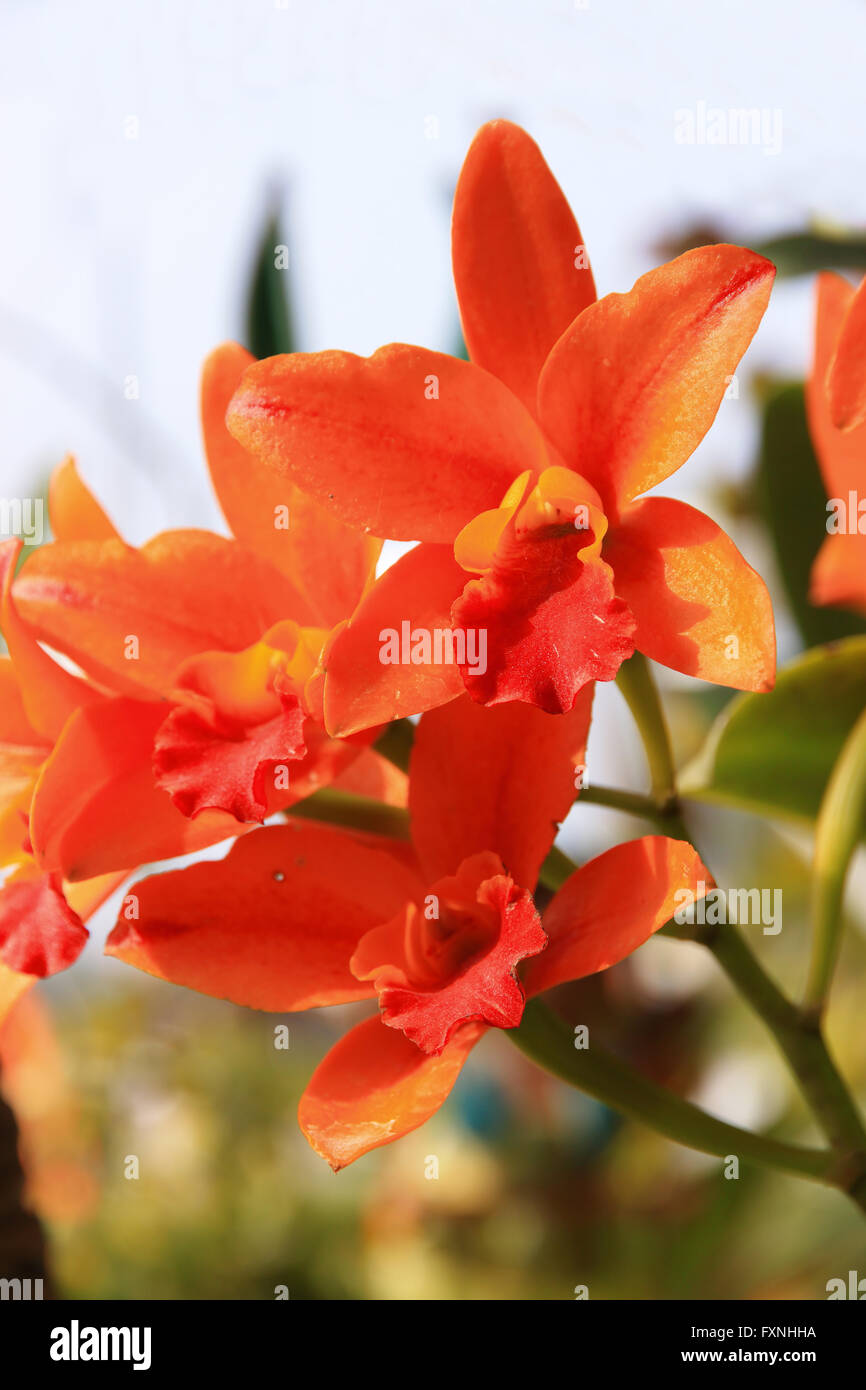 Cattleya flower is beautiful under sunlight Stock Photo