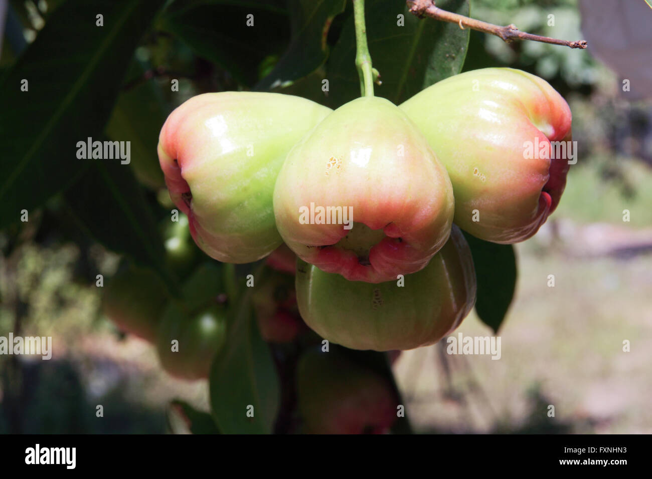Family apple tree hi-res stock photography and images - Alamy