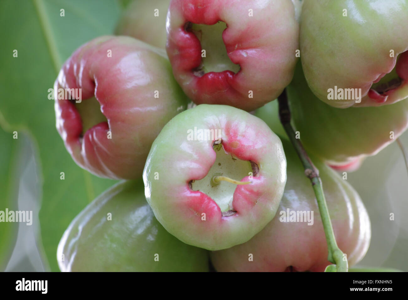 Rose family tree hi-res stock photography and images - Alamy