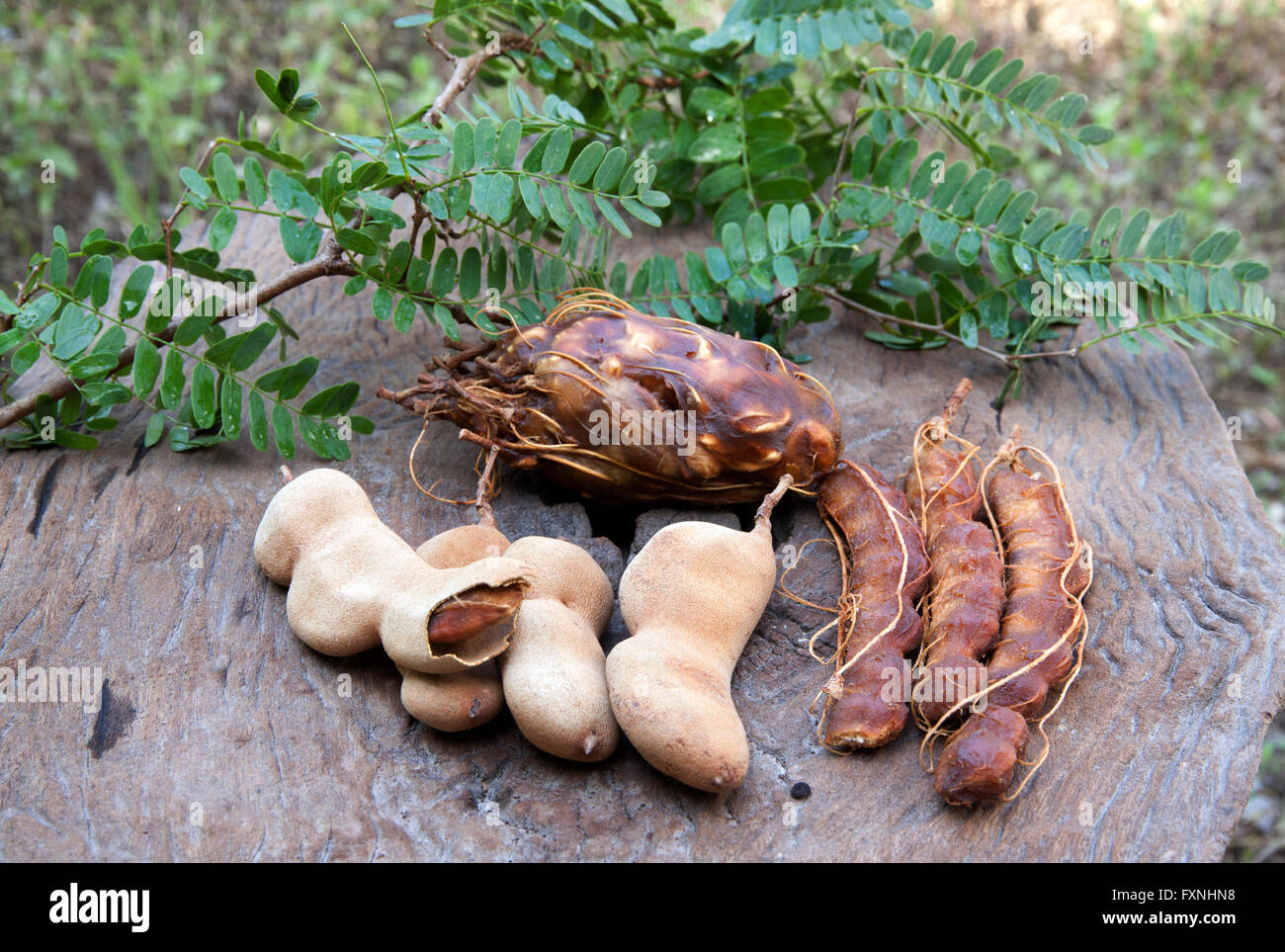 Tamarind lump sum to bring to market.on old wood. Stock Photo