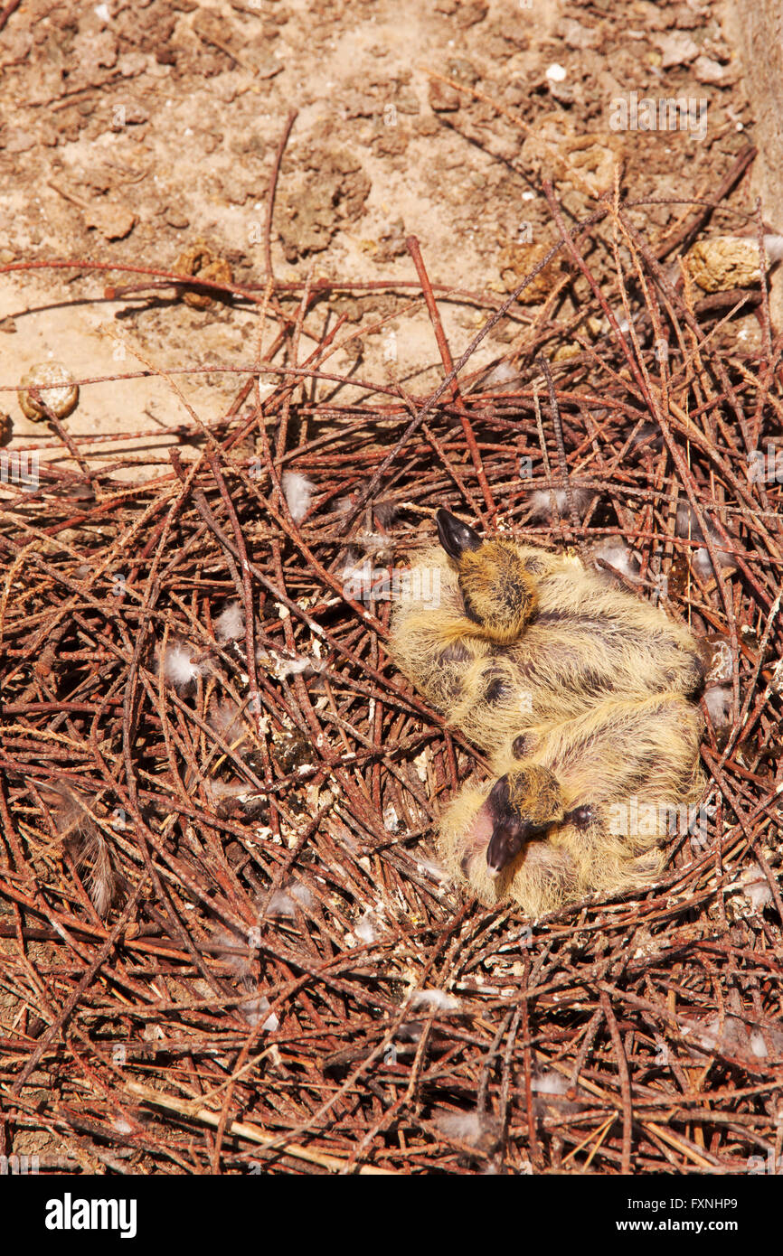 Two baby pigeons in nest Stock Photo Alamy