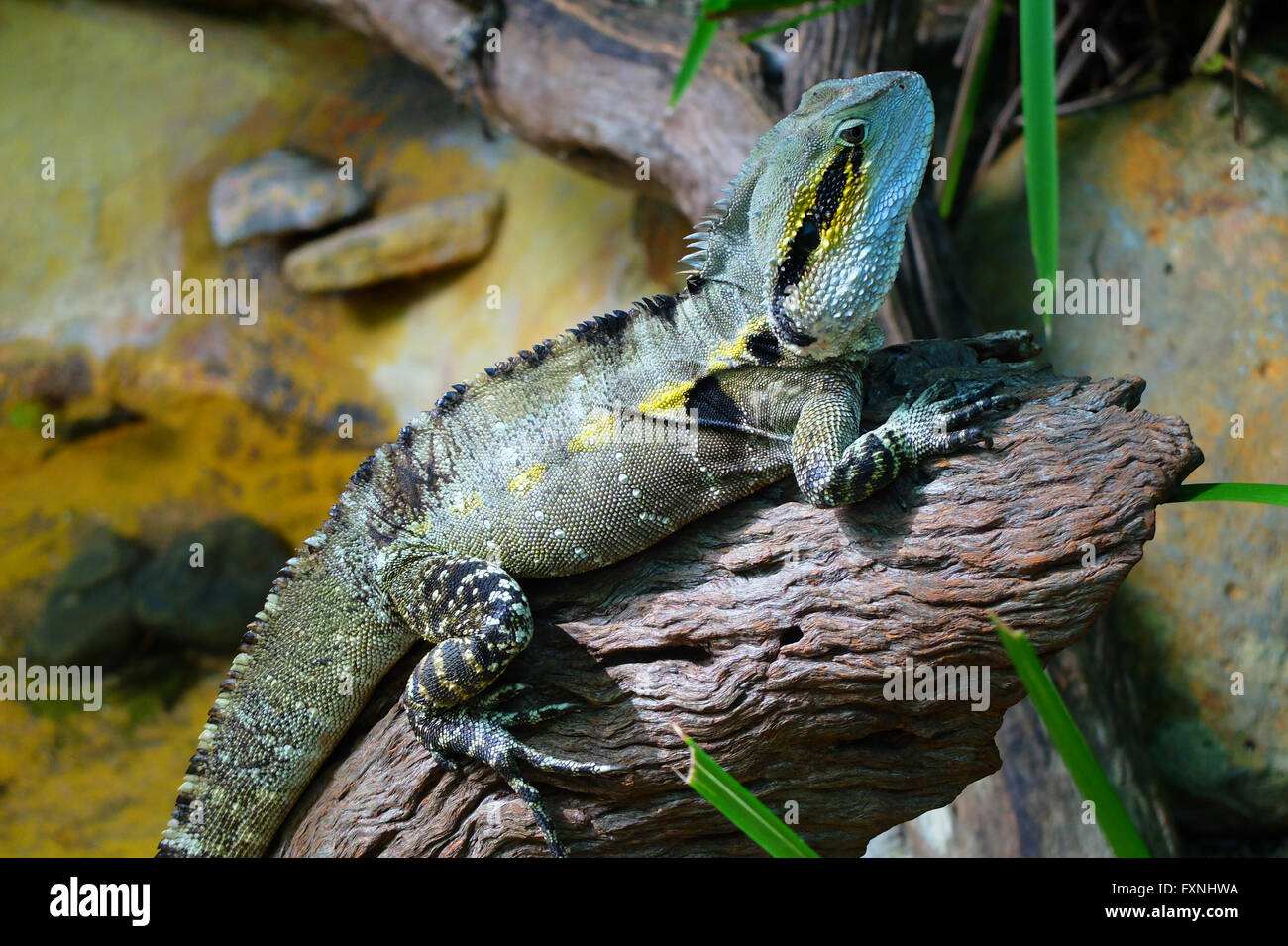 Australian Water dragon Stock Photo - Alamy