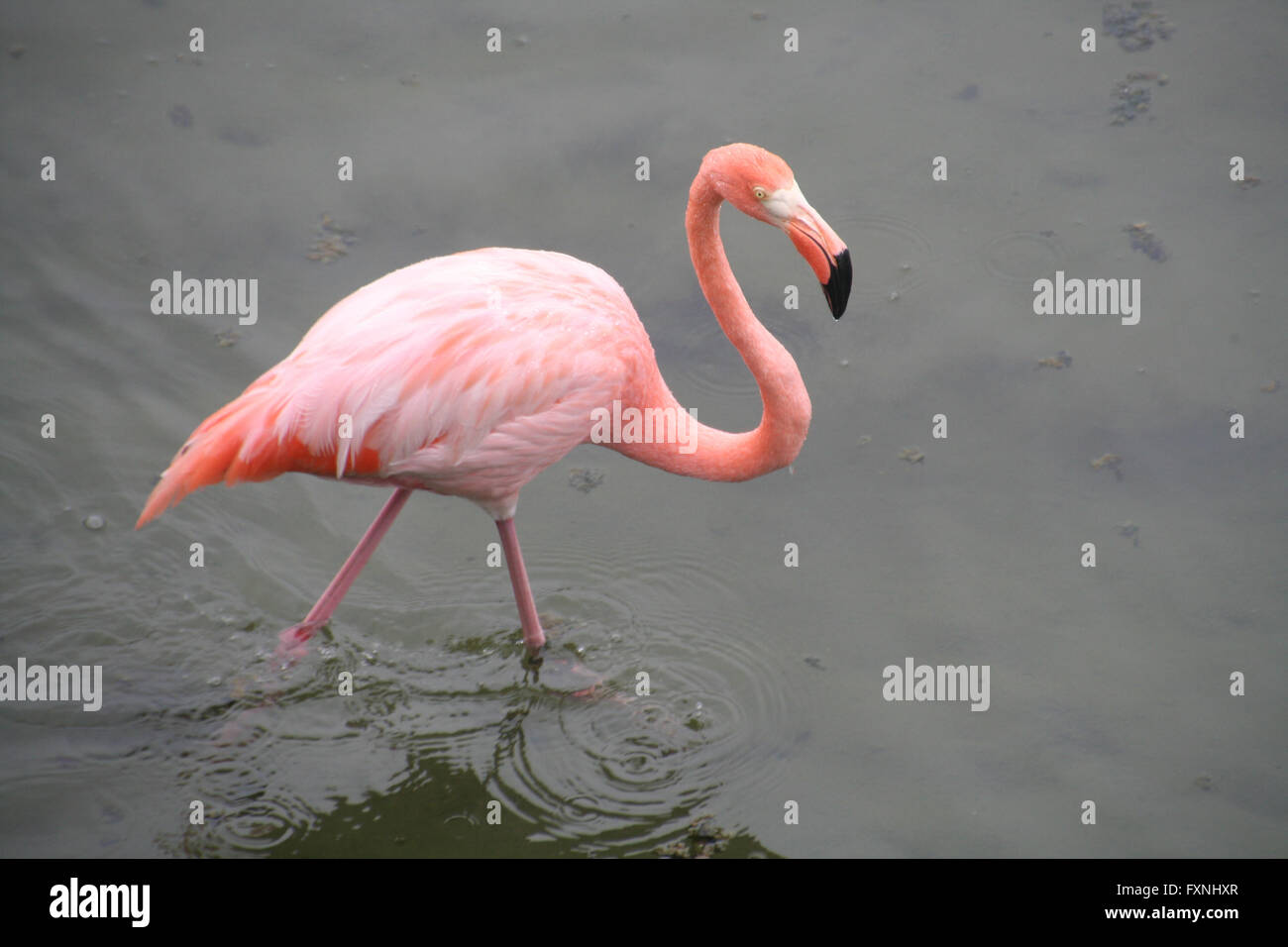 Pink flamingo walking in water, Galapagos Islands, Isabella Island, Ecuador. Stock Photo