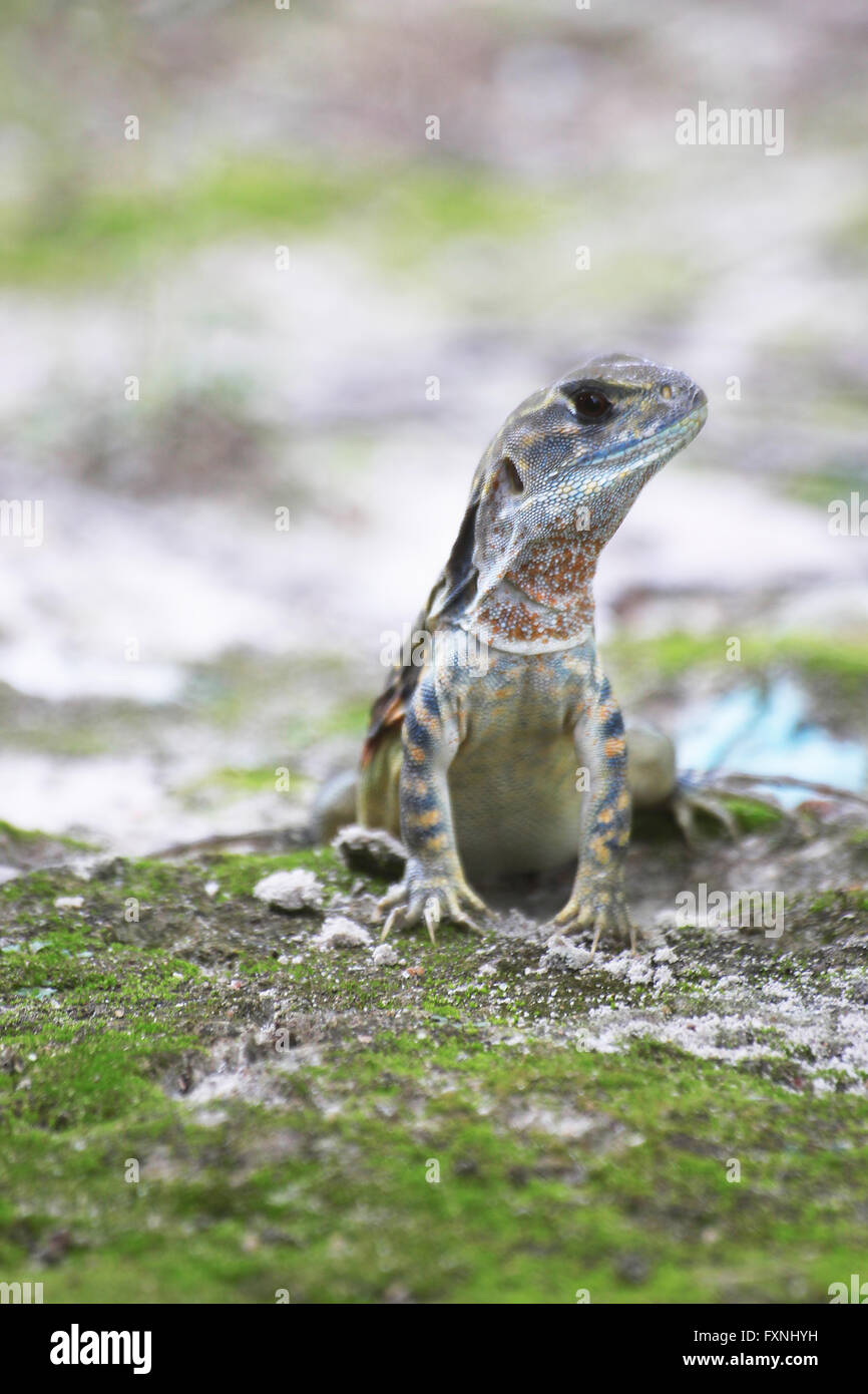 leiolepis reptile it is colorful color in nature. Leiolepis belliana. Stock Photo