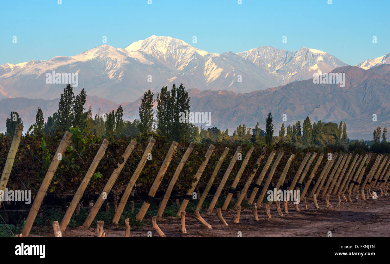 Early morning in the late autumn vineyard. Volcano Aconcagua Cordillera, Argentine Stock Photo