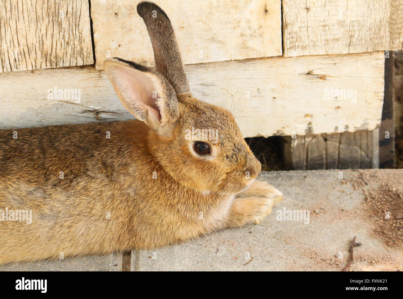 Sleeping Rabbit Outside Cute brown rabbit sleeping on the concrete Stock Photo - Alamy