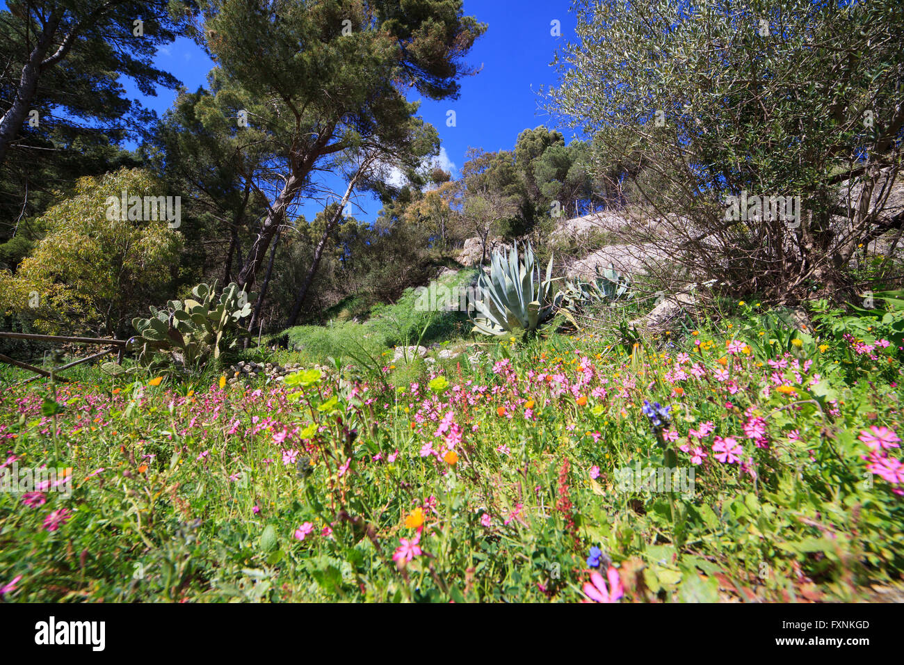Flowers plant and tree in the Sicilian spring Stock Photo