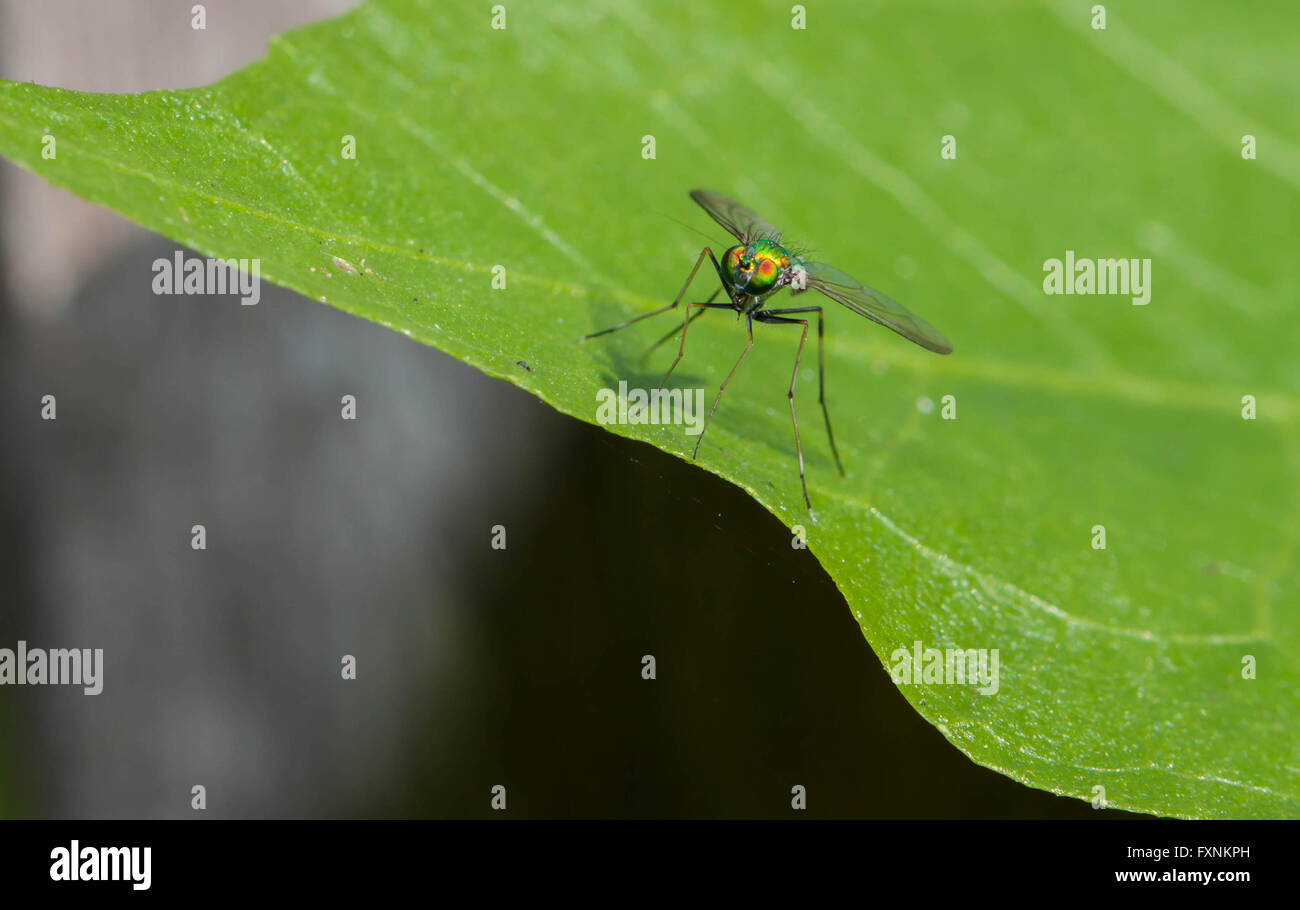 Long Legged Fly (Dolichopodidae) on green leaf Stock Photo