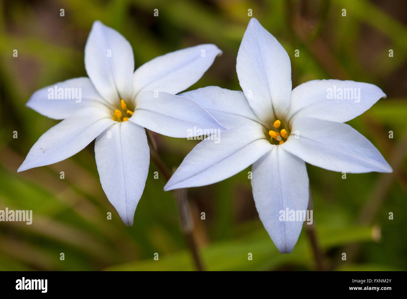 Spring star, (Ipheion uniflorum), North Rhine-Westphalia, Germany Stock Photo