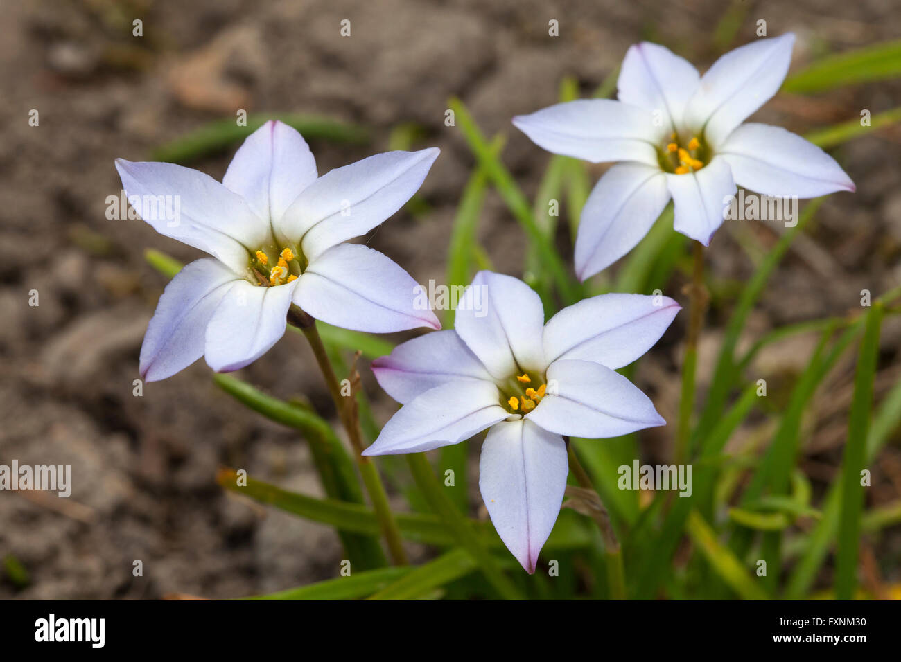 Spring star, (Ipheion uniflorum), North Rhine-Westphalia, Germany Stock Photo