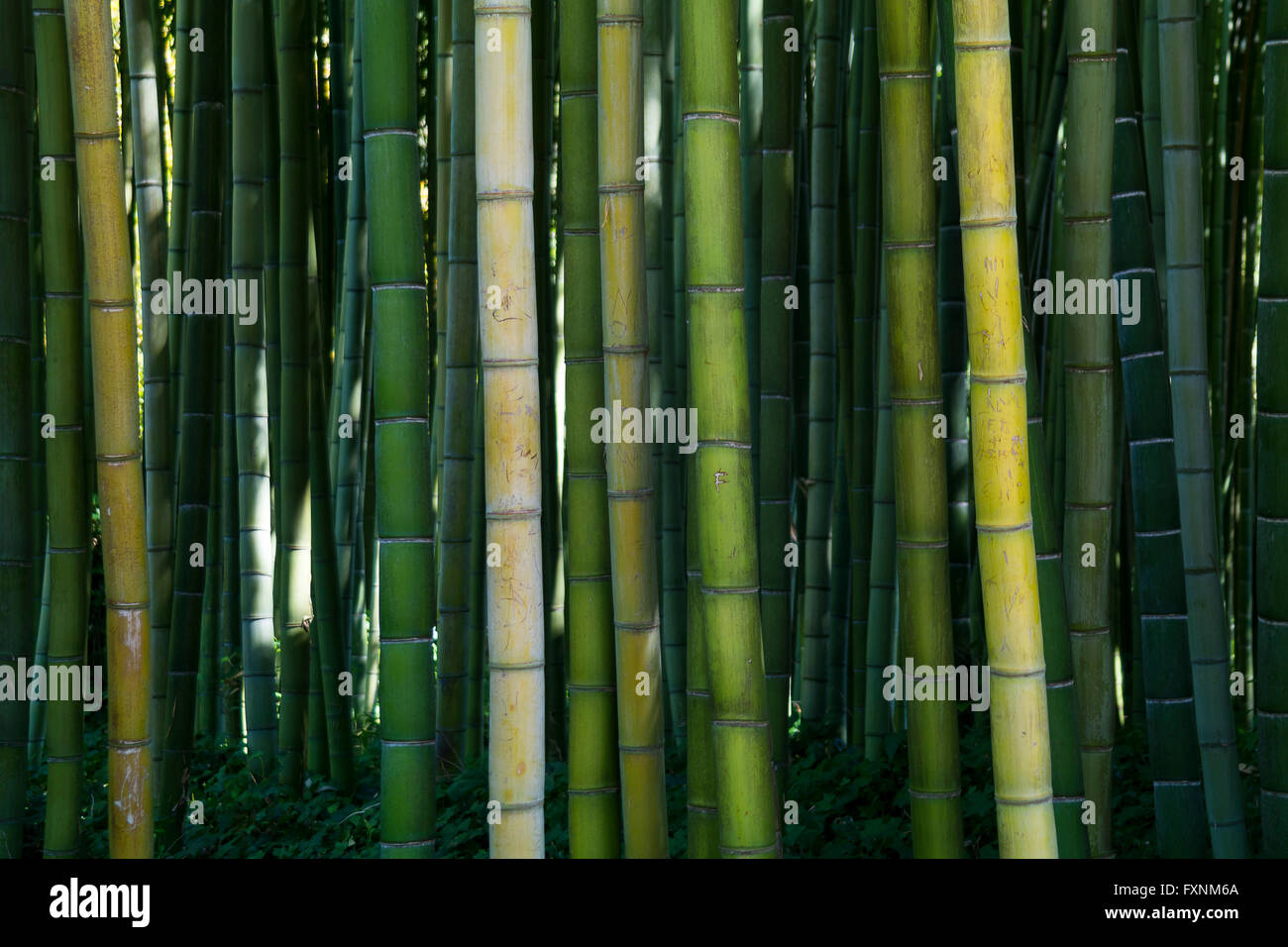 Bamboo forest, Garden of Ninfa, Ninfa, Latina Province, Italy Stock Photo