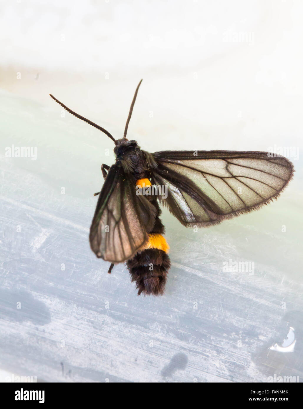 Close up a little insect on rubber tube Stock Photo - Alamy