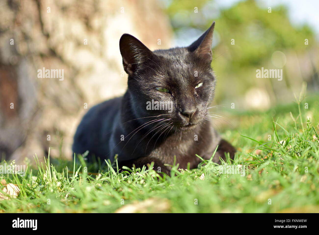 Close up from Black cat in the garden Stock Photo - Alamy