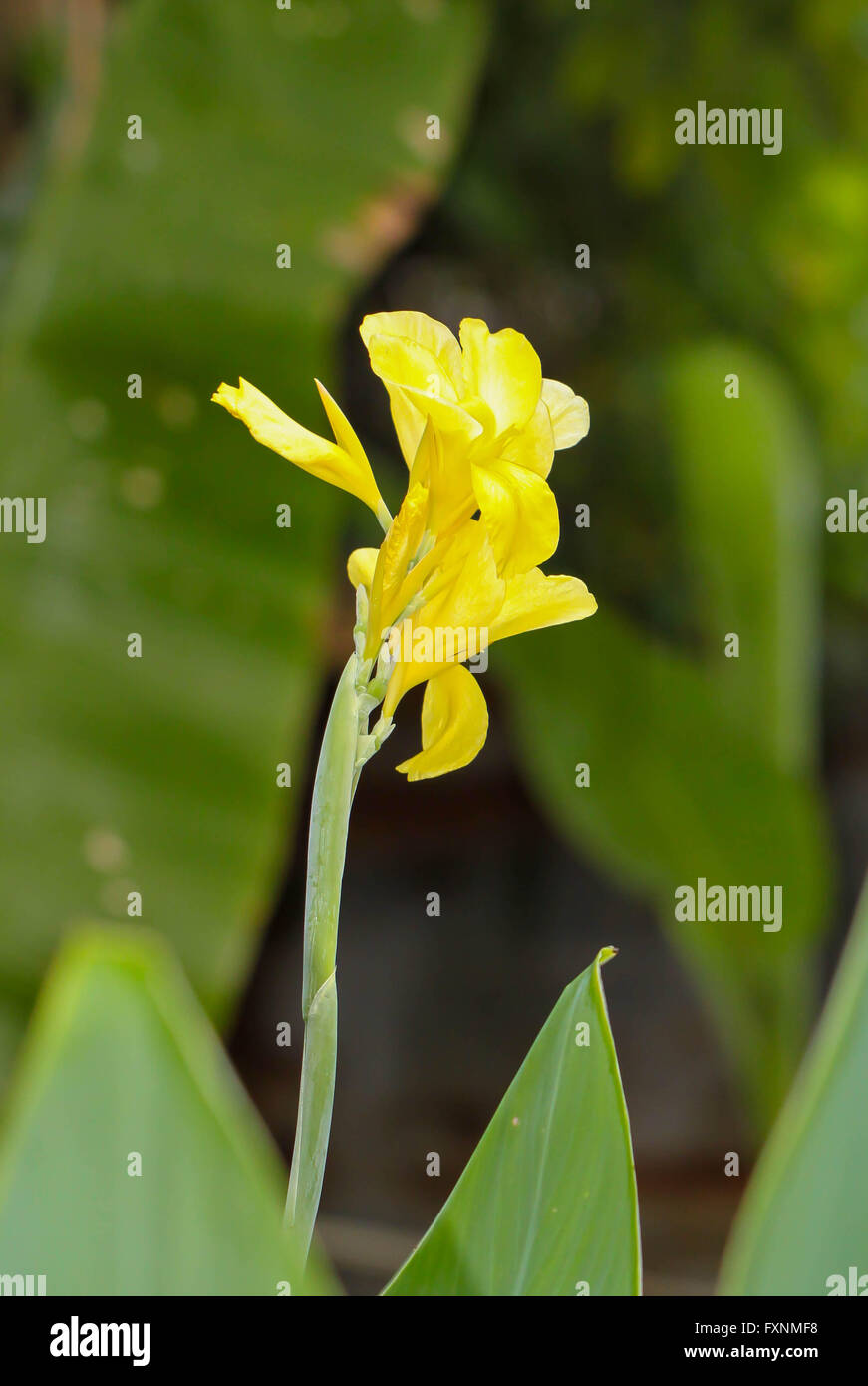 Yellow flowers thailand hi-res stock photography and images - Alamy
