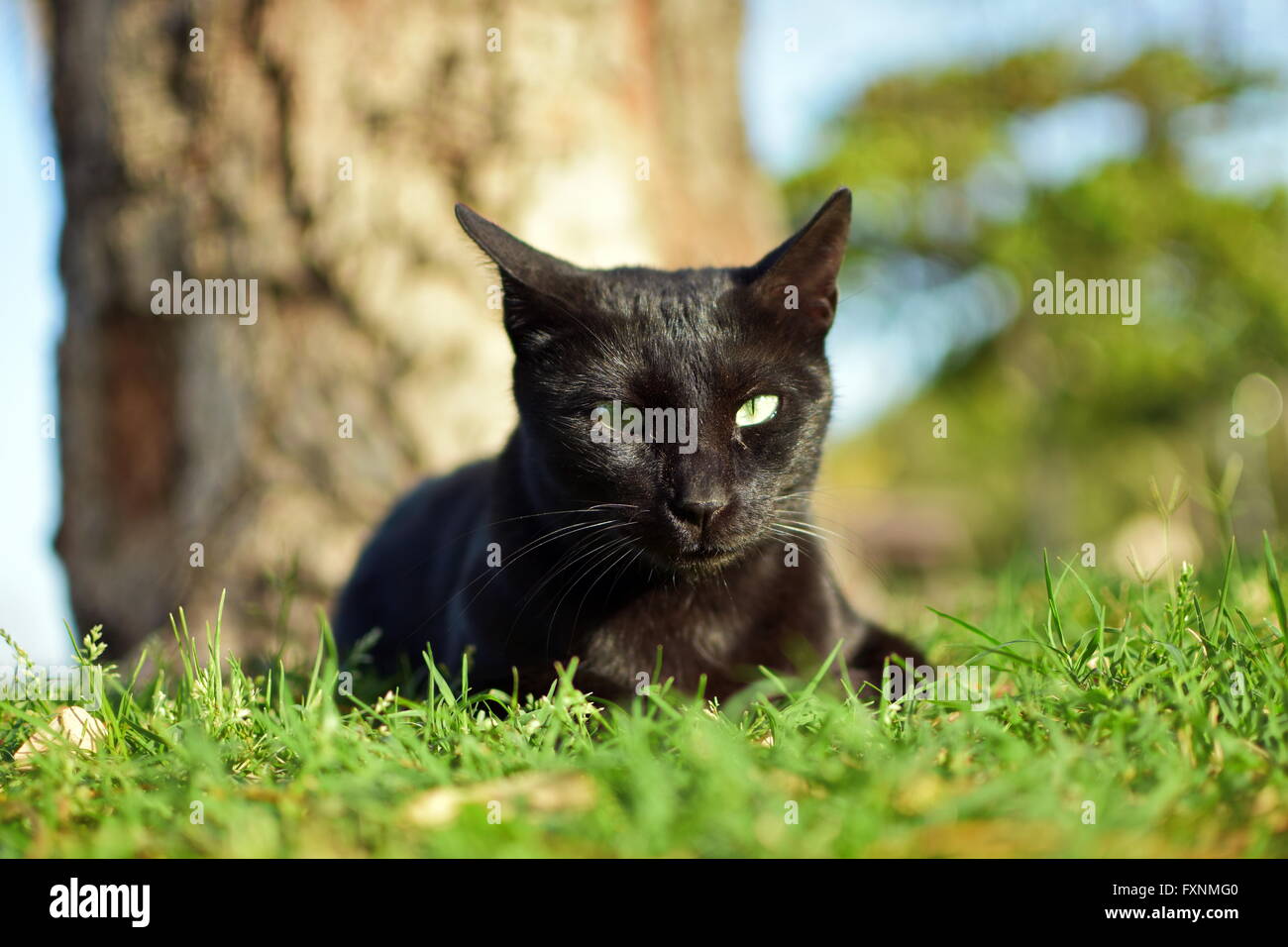 Close up from Black cat in the garden Stock Photo - Alamy