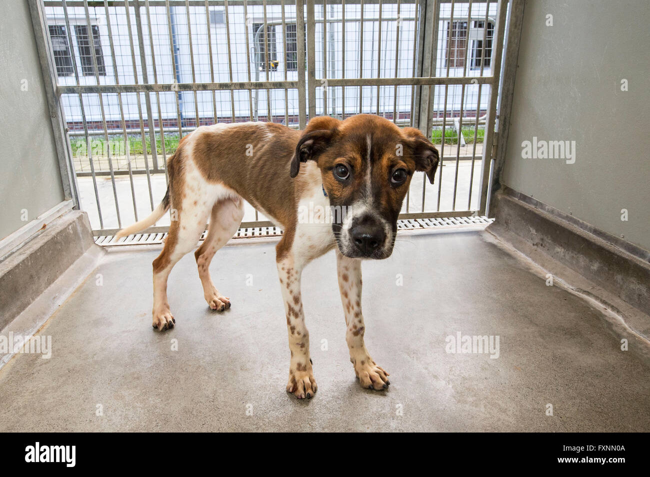 Abandoned dog in rescue center Stock Photo