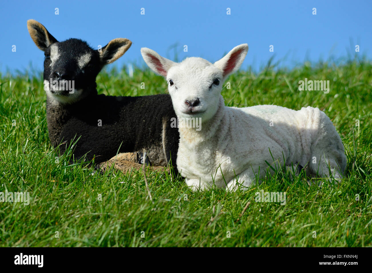 Two young sheep laying in the grass. Stock Photo