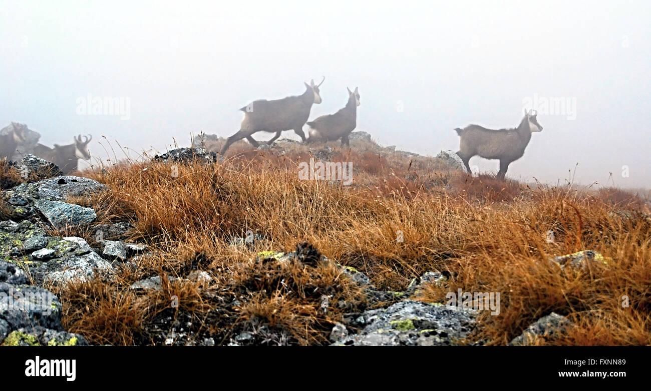 group of chamois in autumn misty Zapadne Tatry mountains near Vysna Magura peak Stock Photo