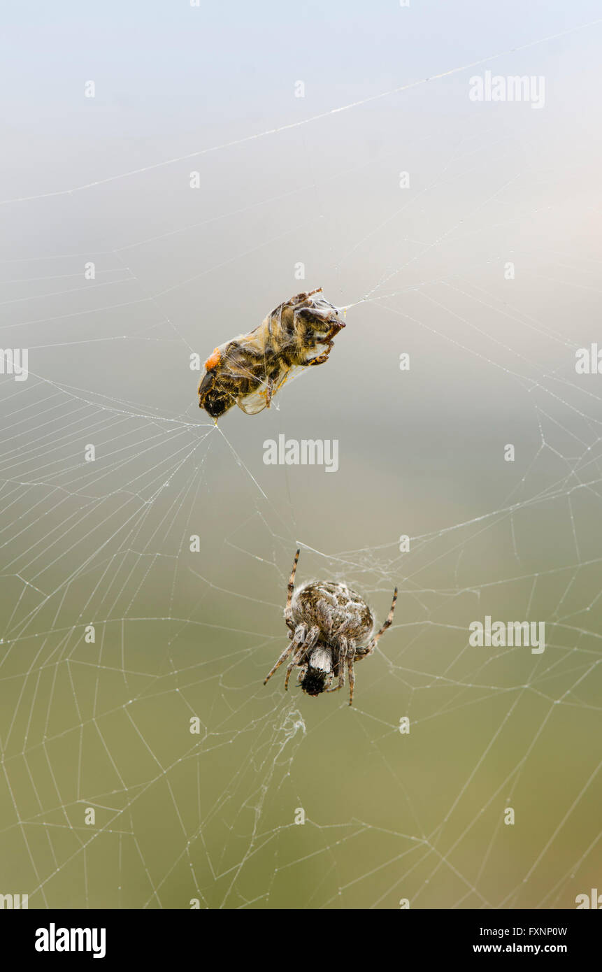 Honey bee trapped in webcob of Garden Spider, Aranea diadema, Spain. Stock Photo