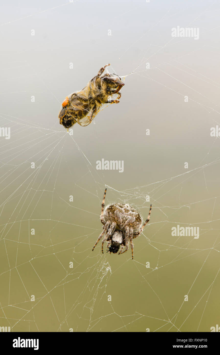 Honey bee trapped in webcob European garden spider, diadem spider, cross spider, or crowned orb weaver, Spain. Stock Photo