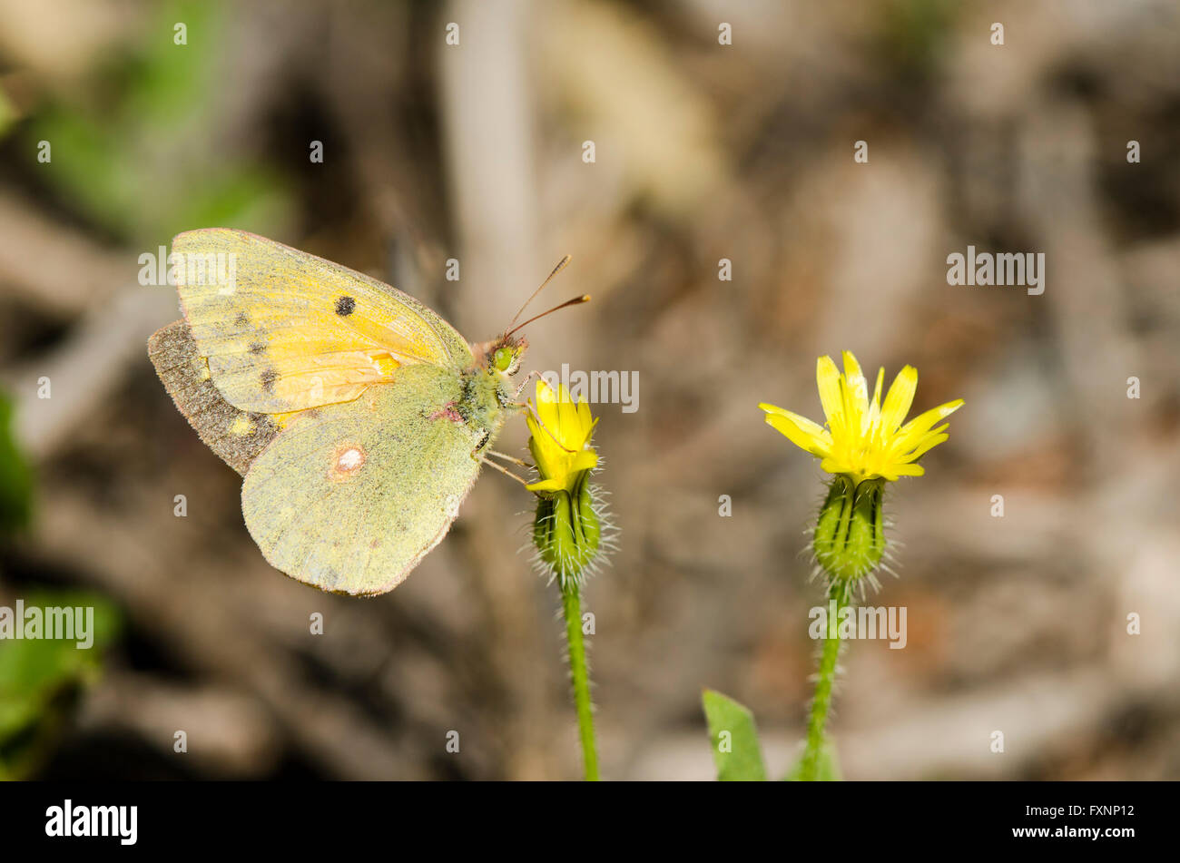 Dark Clouded Yellow or Common Clouded Yellow, butterfly, Colias croceus Spain. Andalusia. Stock Photo