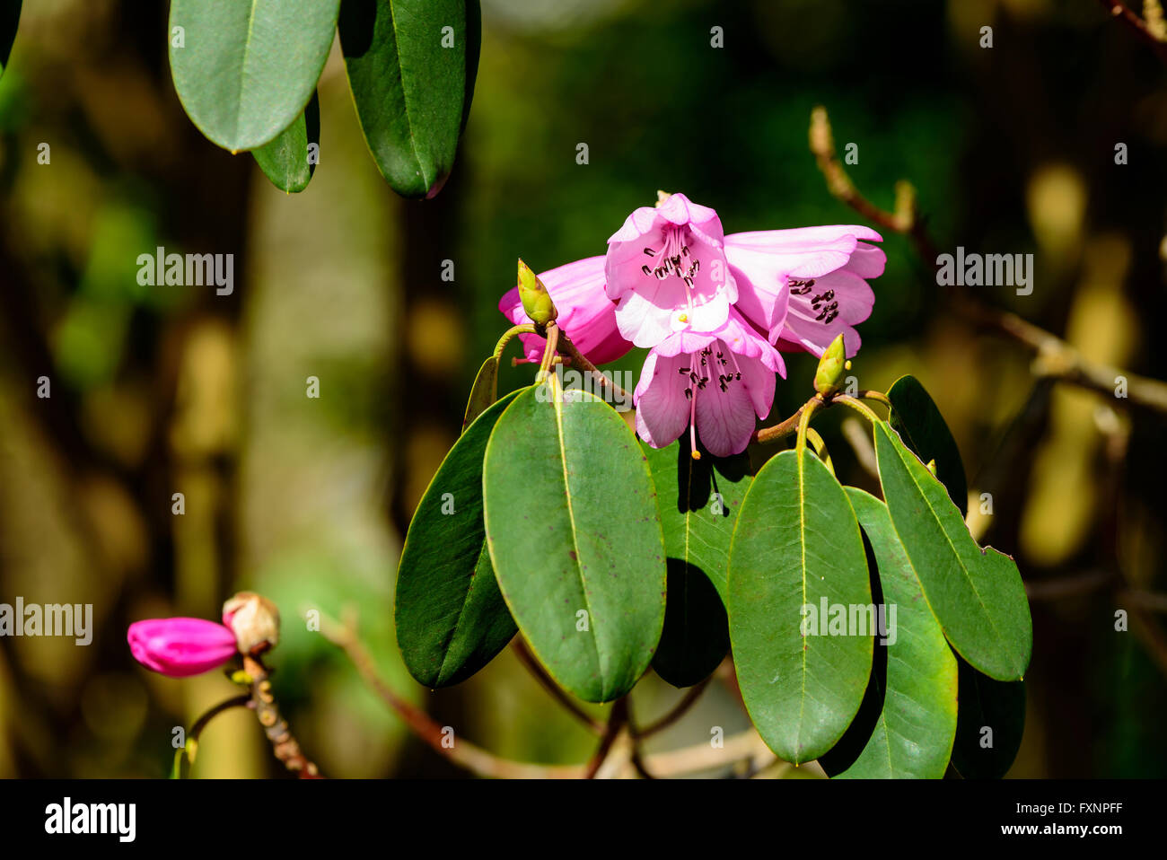 Lovely pink purple rhododendron flower in early spring. Stock Photo