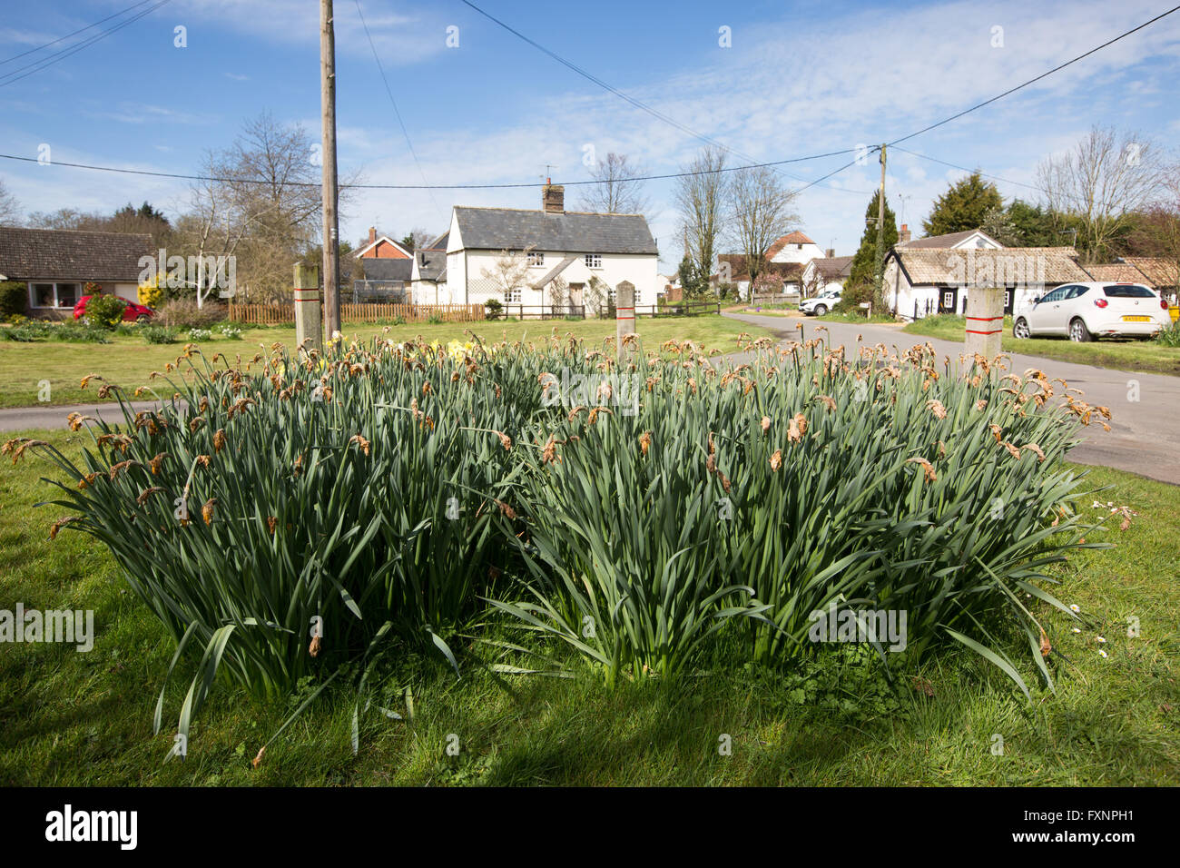 Daffodils in the village of Thriplow,Herts for Britain's biggest