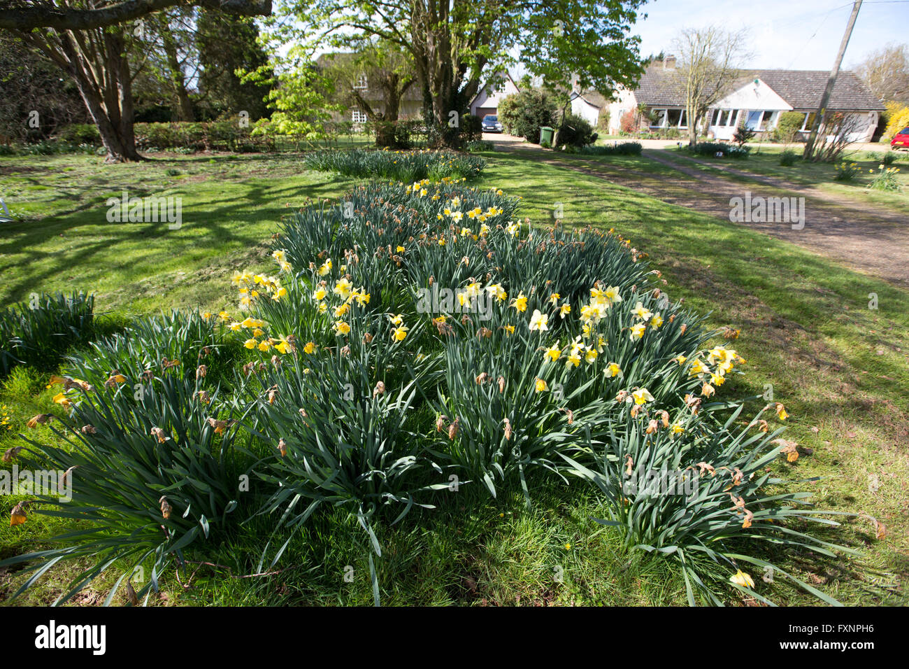 Daffodils in the village of Thriplow,Herts for Britain's biggest