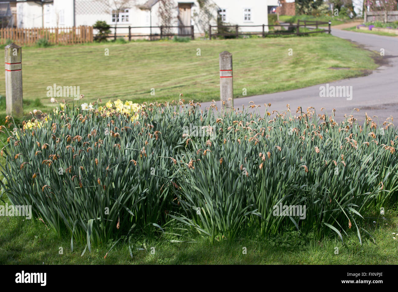 Daffodils in the village of Thriplow,Herts for Britain's biggest