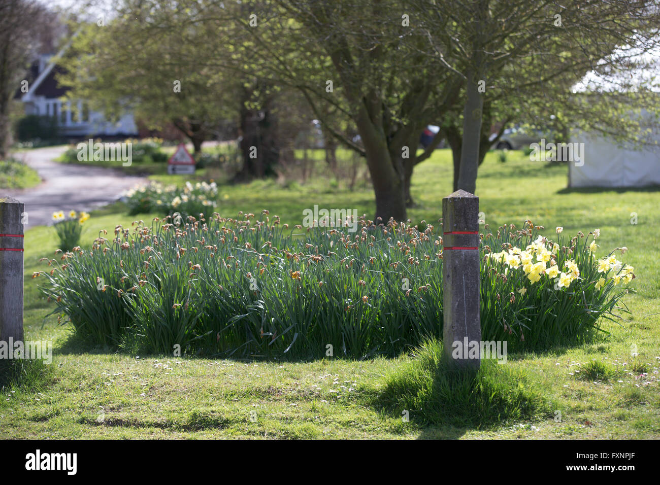 Daffodils in the village of Thriplow,Herts for Britain's biggest