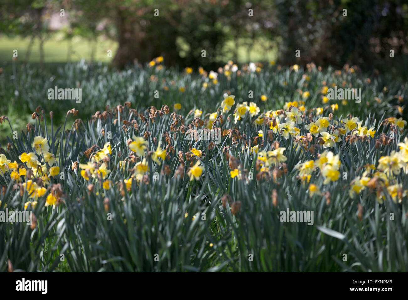 Daffodils in the village of Thriplow,Herts for Britain's biggest