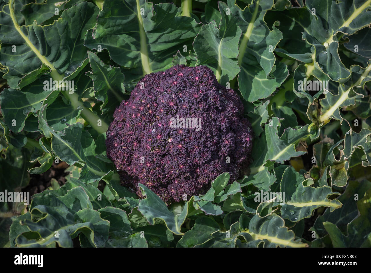Purple Broccoli Vegetable Plant Stock Photo
