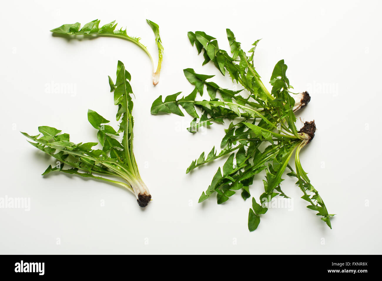 Fresh dandelion on white background overhead shoot Stock Photo