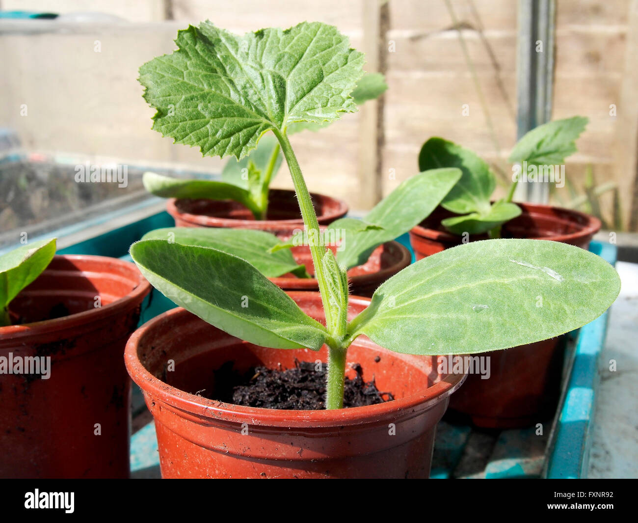 A young courgette (Zucchini) plant in showing first true leaves and the  pair of seed leaves or cotyledon Stock Photo - Alamy