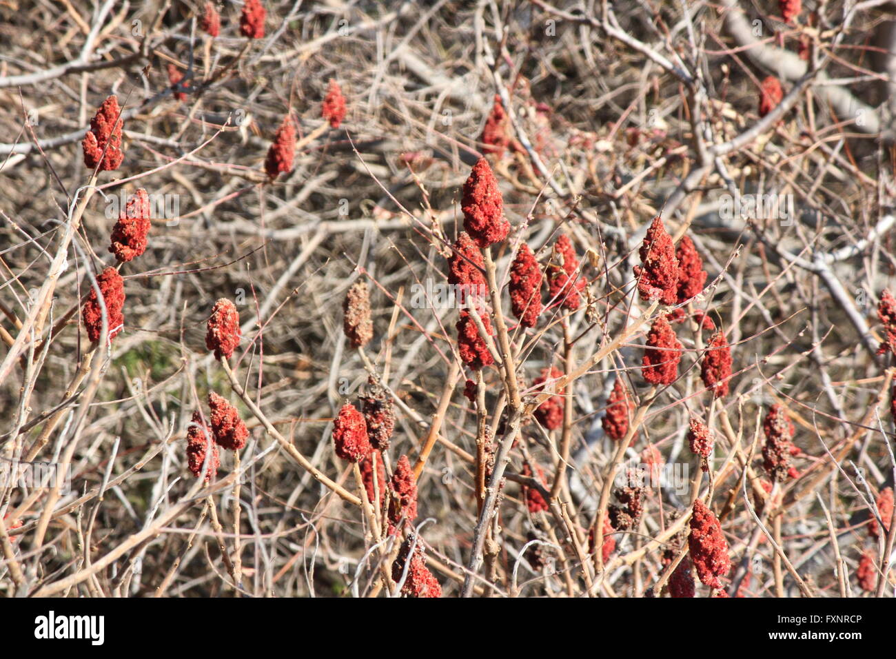 Staghorn Sumac bush and red bob's growing beside a country road in late Autumn. Stock Photo