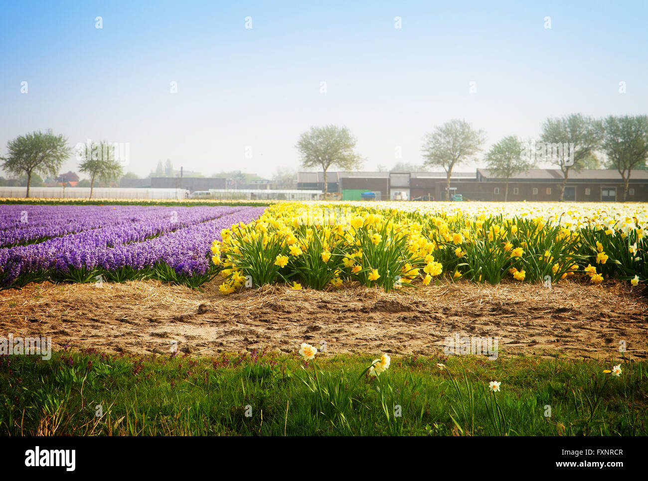 Dutch spring hyacinth flowers field Stock Photo - Alamy