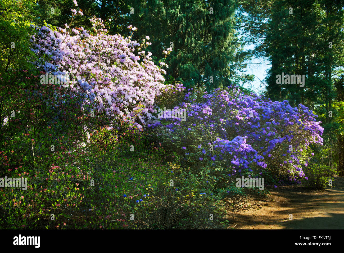 Deutschland, NordrheinWestfalen, KölnRodenkirchen, Forstbotanischer