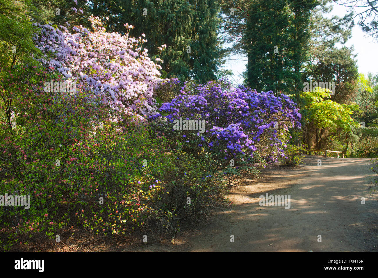 Forstbotanischer garten hires stock photography and images Alamy