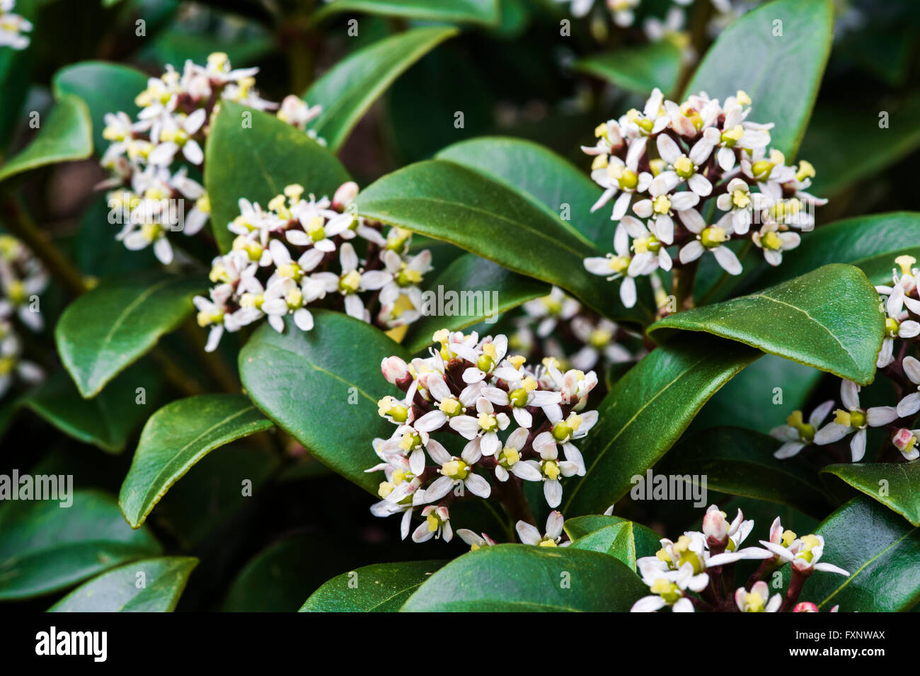 Skimmia japonica Olympic Flame, Rutaceae Stock Photo