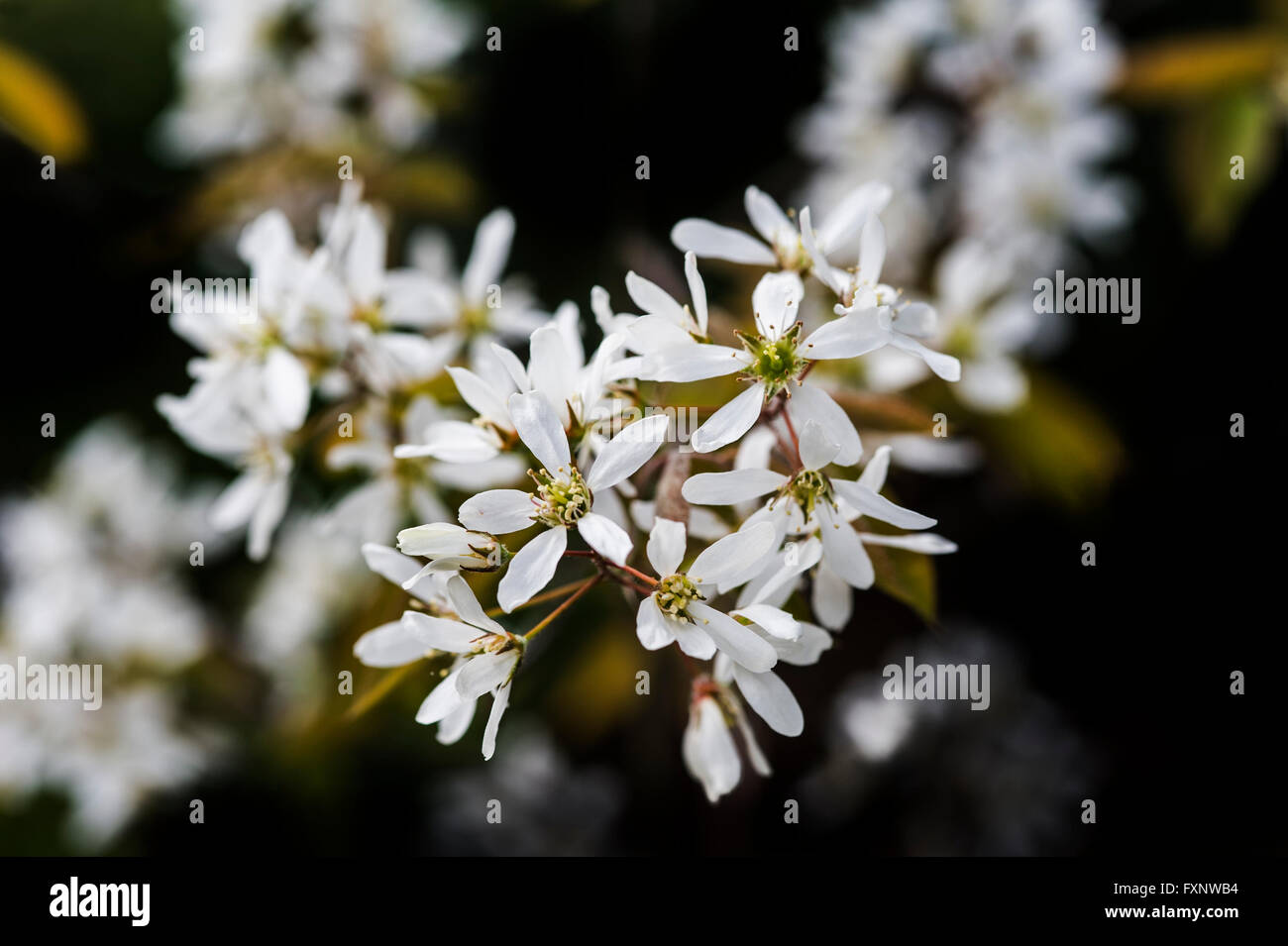 Amelanchier canadensis Rosaceae Juneberry Shadbush Snowy Mespilus Stock Photo